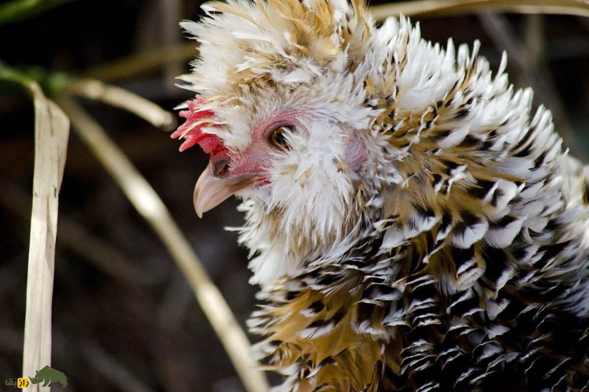 مرغ و خروس فریزل