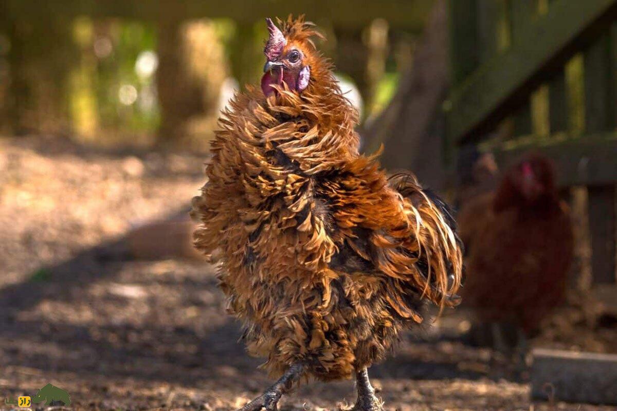 مرغ و خروس فریزل