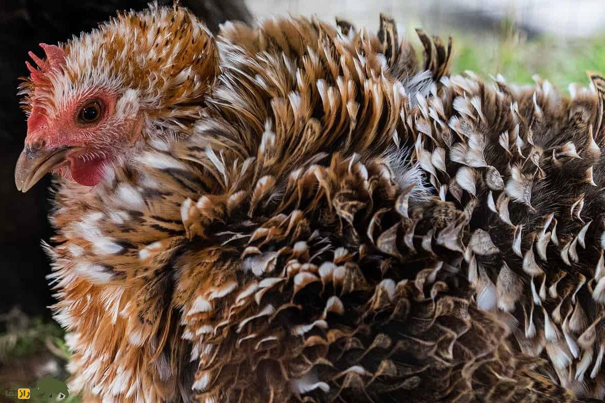 مرغ و خروس فریزل