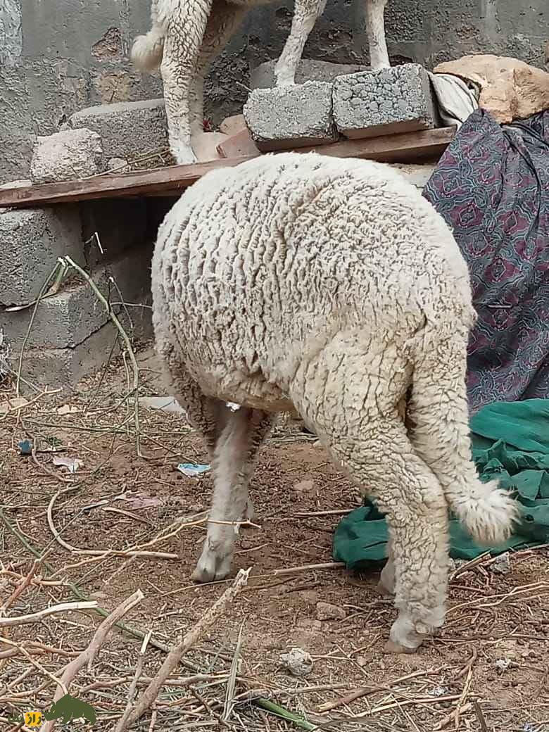 فیلمی از گوسفند عجیبی که دُمی شکل روباه دارد و با دُمش زمین را جارو میکند! فیلمی از گوسفند عجیبی که دُمی شکل روباه دارد و با دُمش زمین را جارو میکند!