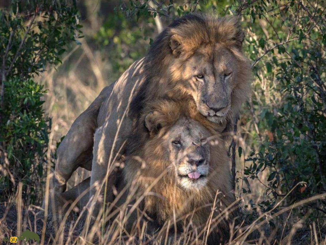 شیر‌های همجنس‌گرا