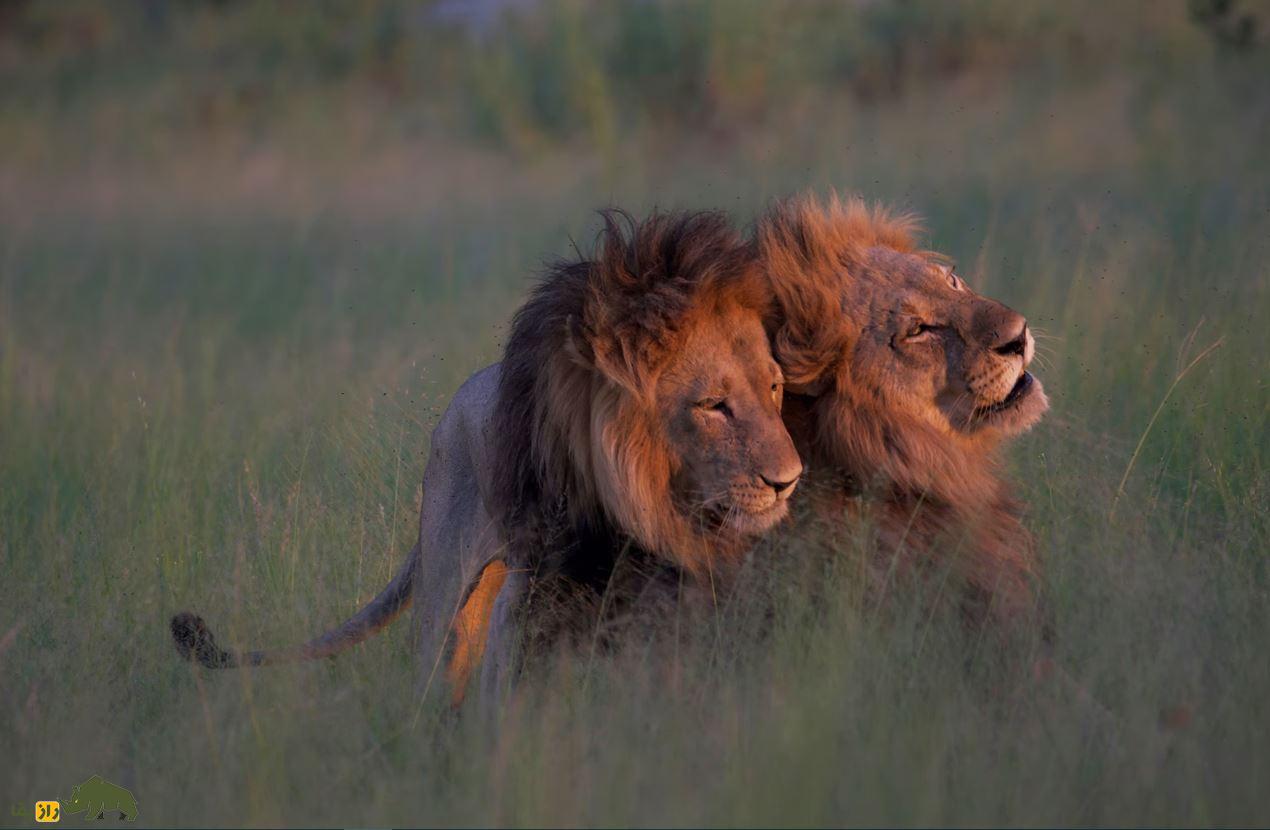 شیر‌های همجنس‌گرا