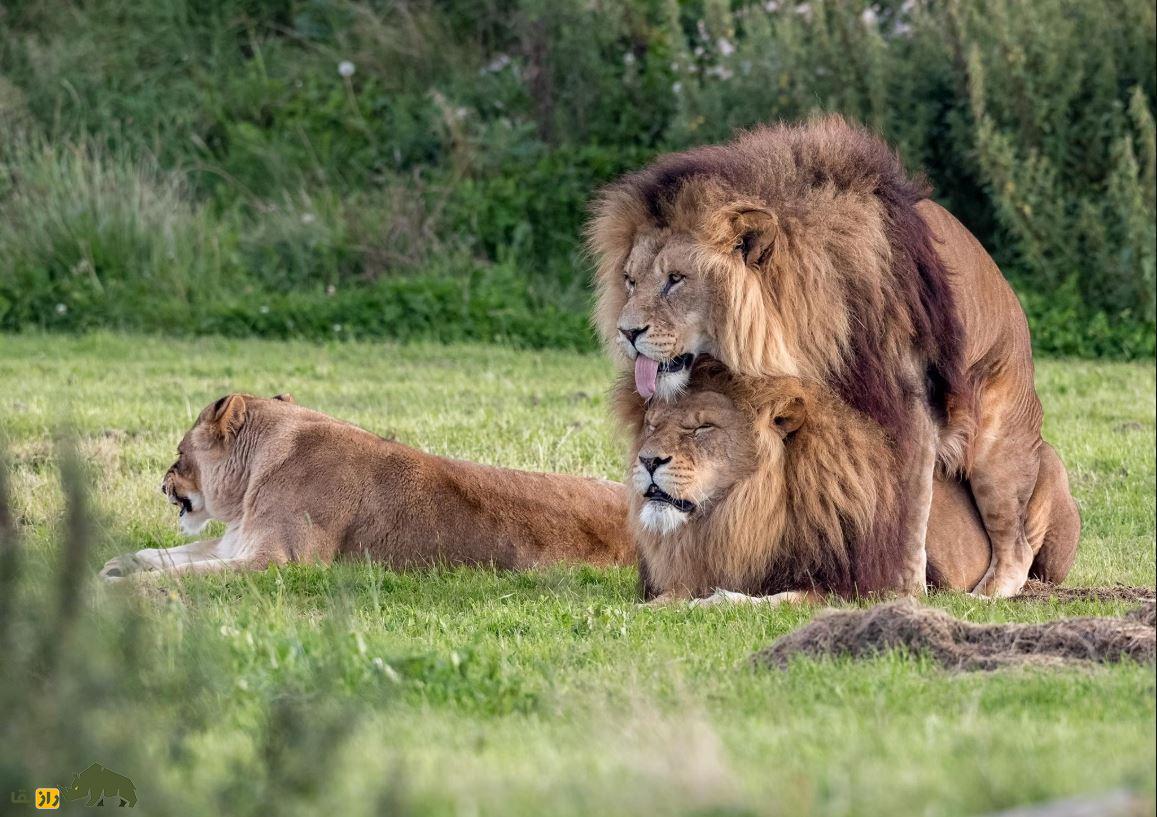 شیر‌های همجنس‌گرا