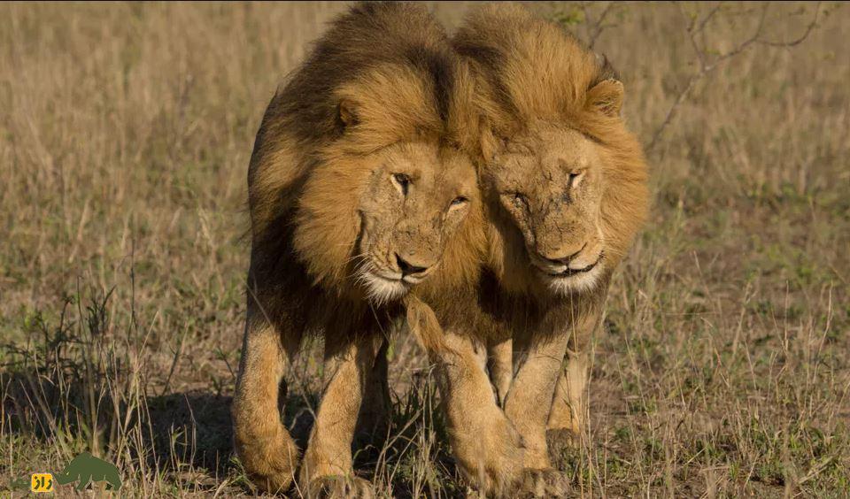 شیر‌های همجنس‌گرا