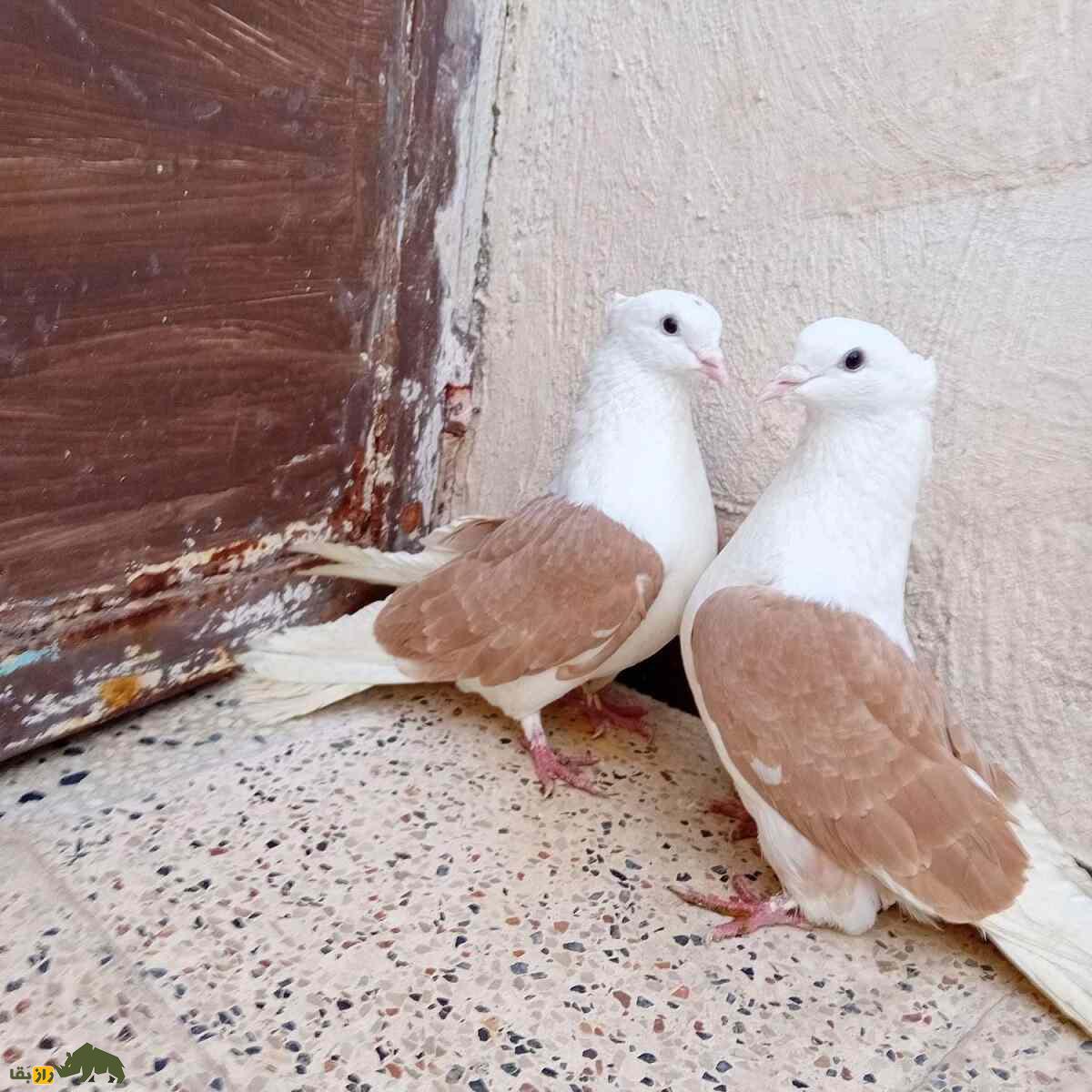 کبوتر پشت زرد؛ جواهر زیبای آسمان ایران که زیبایی و اصالت را همزمان با خود دارد کبوتر پشت زرد