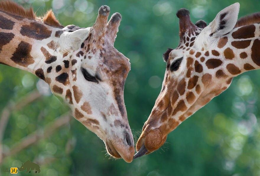 دو زارفه در حال معاشقه