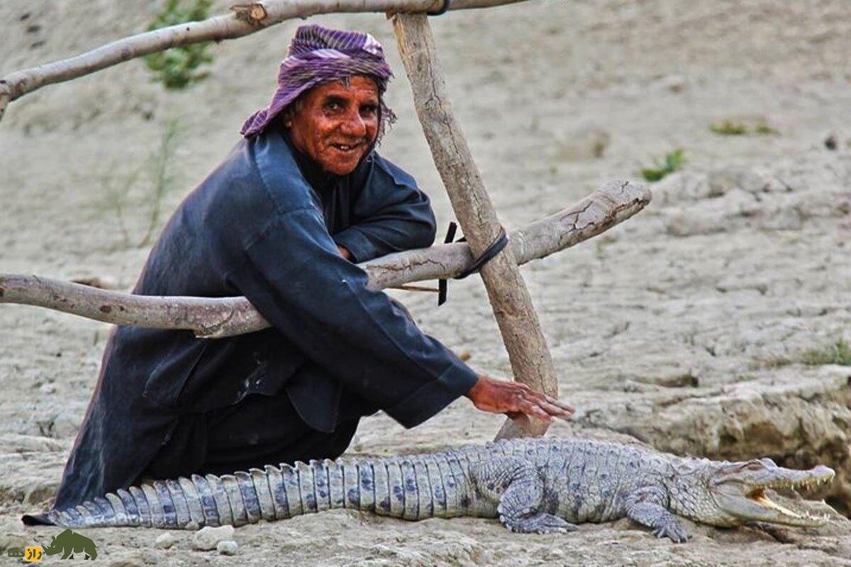 ملک‌ دینار شجره پدر تمساح‌های ایران؛ پیرمرد بلوچی که زبان تمساح‌ها را می‌فهمد!