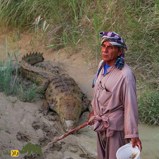 ملک‌ دینار شجره پدر تمساح‌های ایران