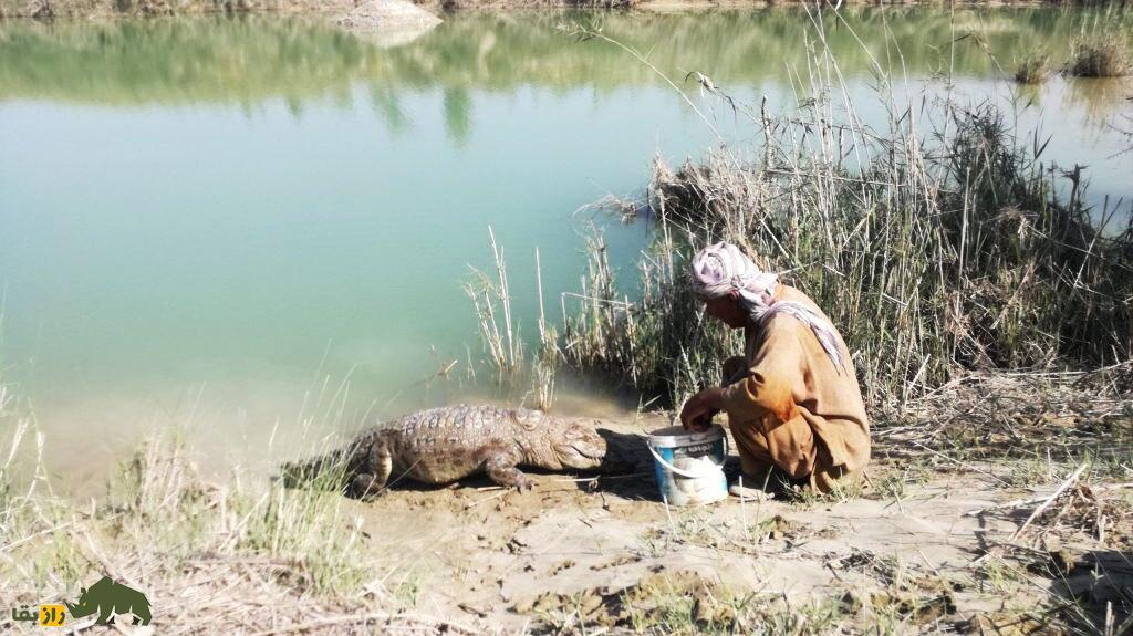 ملک‌ دینار شجره پدر تمساح‌های ایران؛ پیرمرد بلوچی که زبان تمساح‌ها را می‌فهمد!