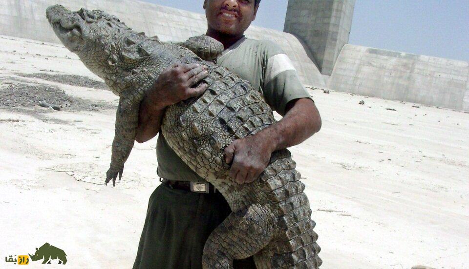 ملک‌ دینار شجره پدر تمساح‌های ایران؛ پیرمرد بلوچی که زبان تمساح‌ها را می‌فهمد!