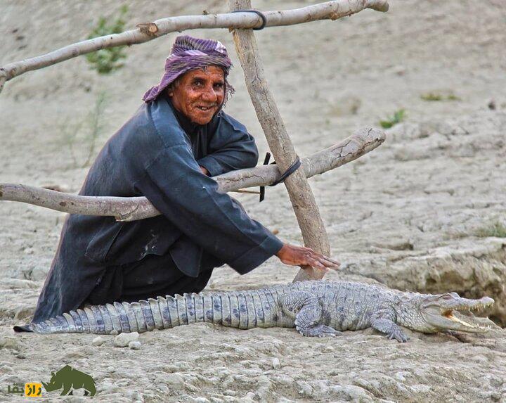 ملک‌ دینار شجره پدر تمساح‌های ایران؛ پیرمرد بلوچی که زبان تمساح‌ها را می‌فهمد!