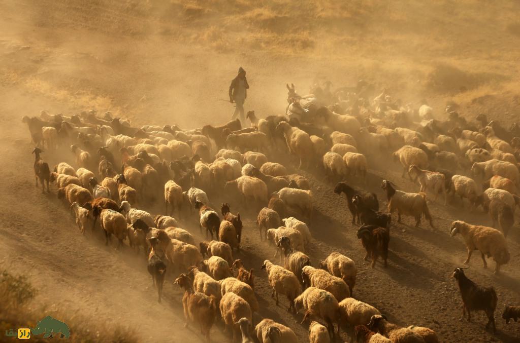 گله گوسفندان