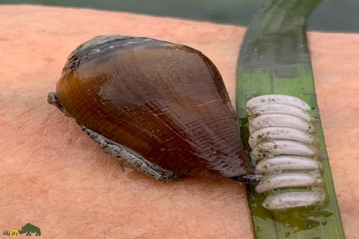 حلزون مخروطی؛ شکارچی مرموز خلیج فارس که نیشش میتواند کشنده باشد! حلزون مخروطی؛ شکارچی مرموز خلیج فارس که نیشش میتواند کشنده باشد!