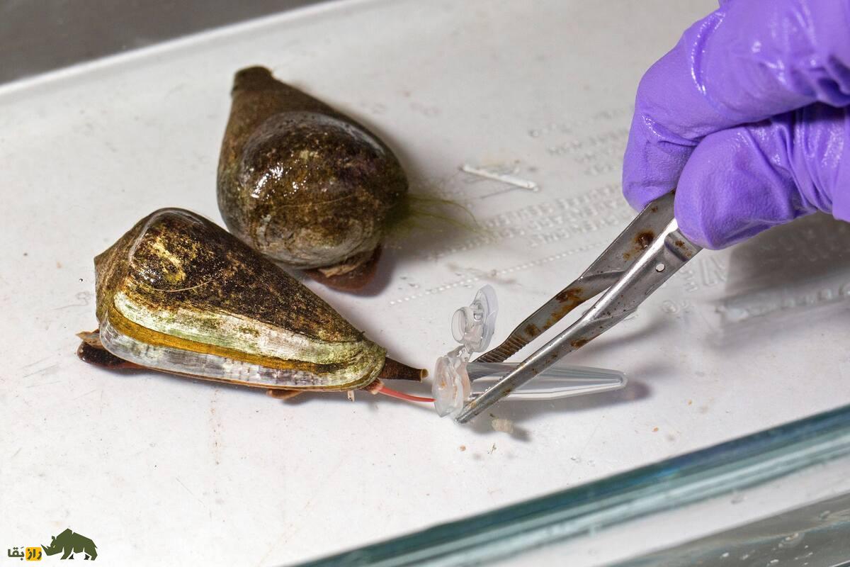 حلزون مخروطی؛ شکارچی مرموز خلیج فارس که نیشش میتواند کشنده باشد! حلزون مخروطی؛ شکارچی مرموز خلیج فارس که نیشش میتواند کشنده باشد!