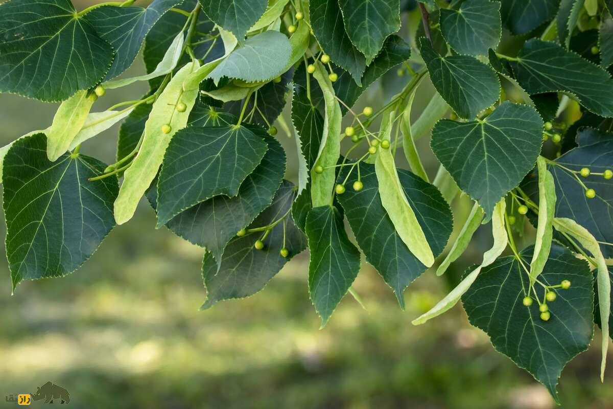 زیرفون؛ درختی بومی جنگلهای شمال که داروی طبیعی استرس و بیخوابی است زیرفون؛ درختی بومی جنگلهای شمال که داروی طبیعی استرس و بیخوابی است