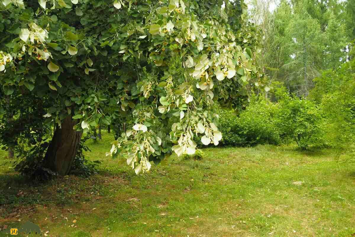 زیرفون؛ درختی بومی جنگلهای شمال که داروی طبیعی استرس و بیخوابی است زیرفون؛ درختی بومی جنگلهای شمال که داروی طبیعی استرس و بیخوابی است