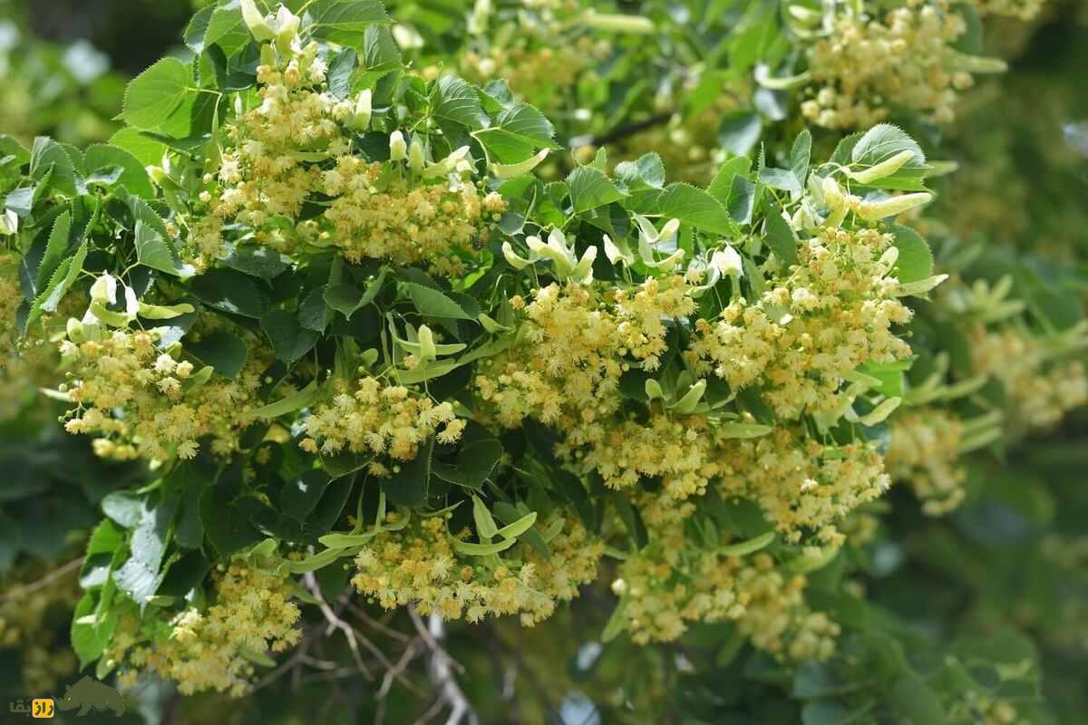 زیرفون؛ درختی بومی جنگلهای شمال که داروی طبیعی استرس و بیخوابی است زیرفون؛ درختی بومی جنگلهای شمال که داروی طبیعی استرس و بیخوابی است