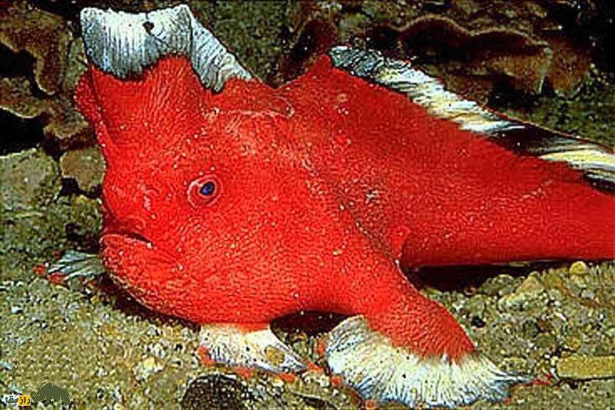 ماهی دست‌قرمز؛ نادرترین ماهی جهان که به‌جای شنا راه می‌رود!