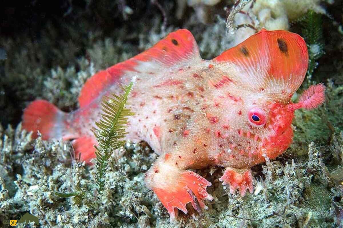 ماهی دست‌قرمز؛ نادرترین ماهی جهان که به‌جای شنا راه می‌رود!