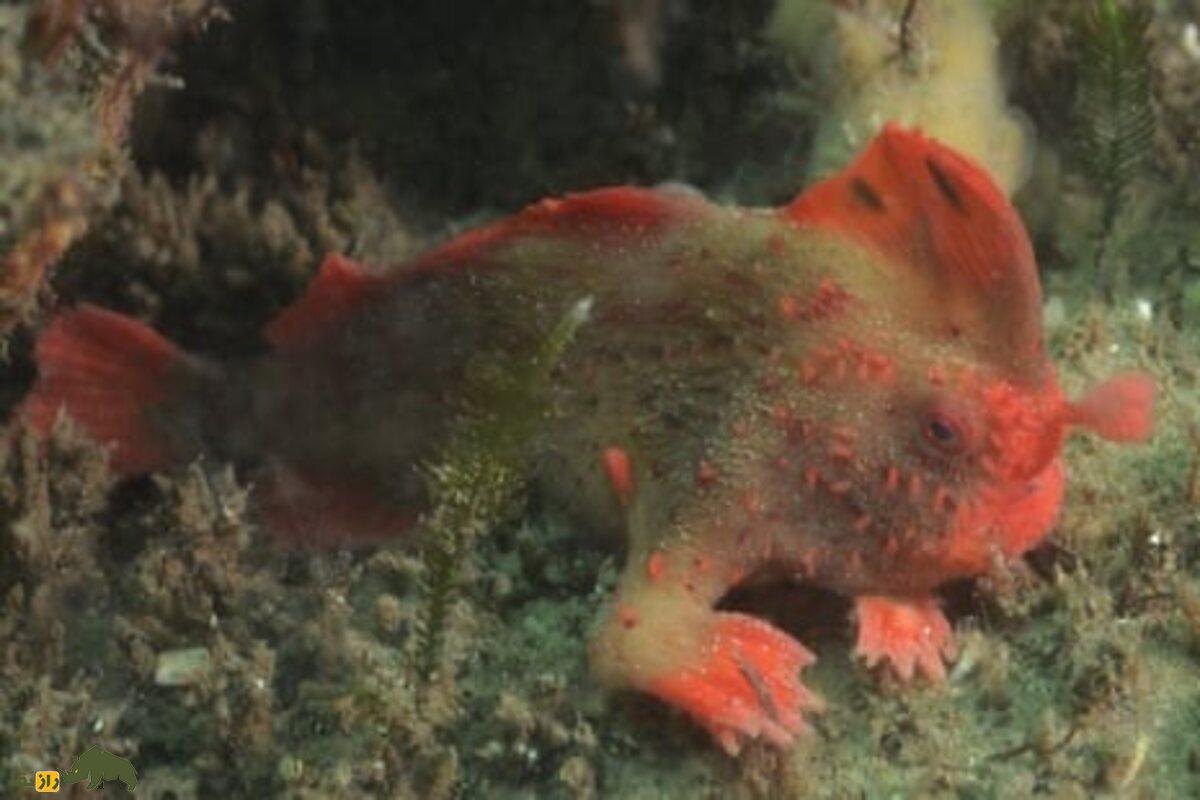 ماهی دست‌قرمز؛ نادرترین ماهی جهان که به‌جای شنا راه می‌رود!