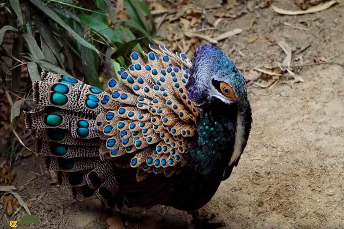 قرقاول طاووسی مالزیایی