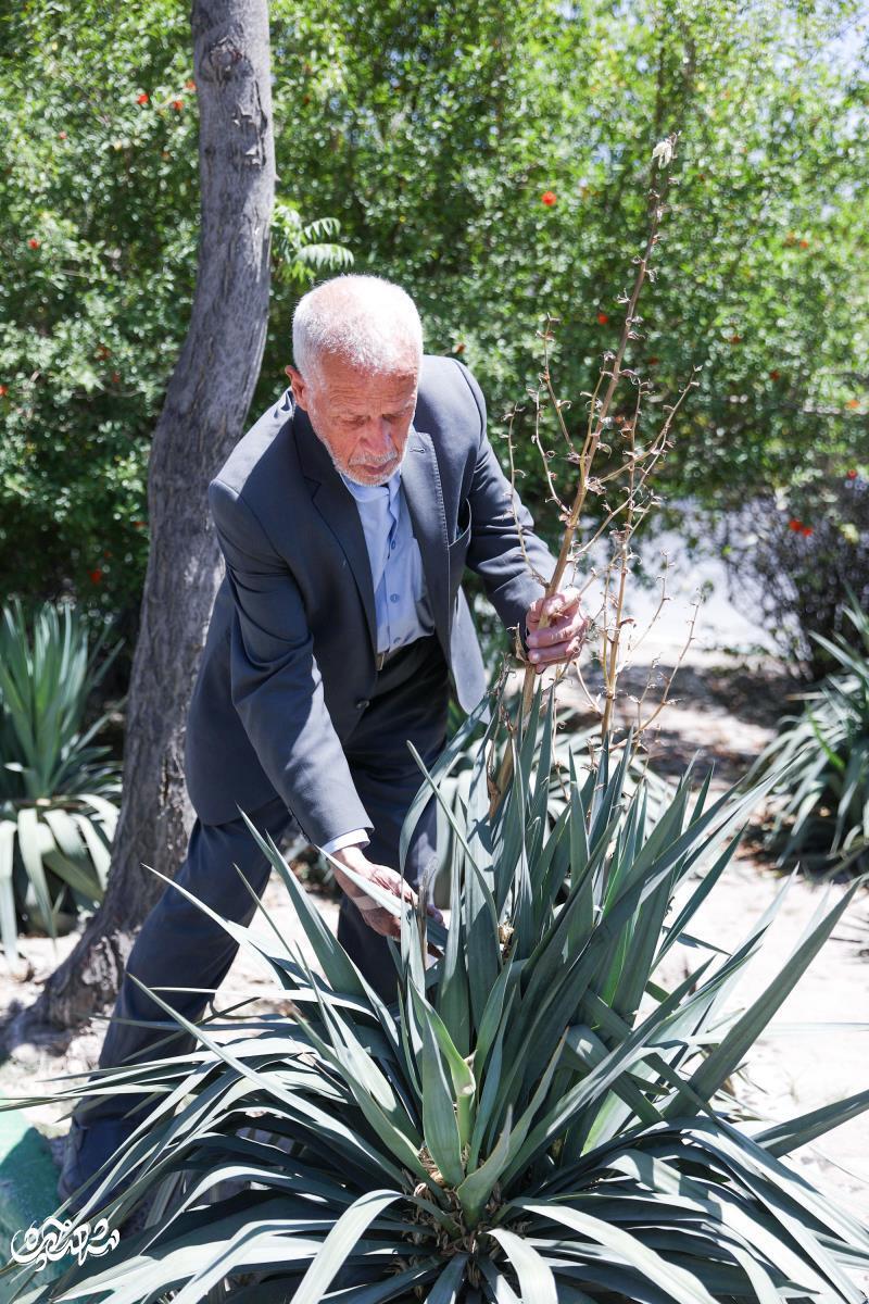 محمود دُرانی؛ پدر درختکاری مهشد که به تنهایی یک میلیون درخت کاشته است و هر روز با آنها حرف زند! محمود دُرانی؛ پدر درختکاری مهشد