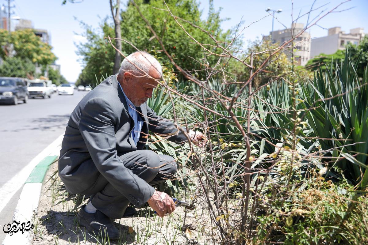 محمود دُرانی؛ پدر درختکاری مهشد که به تنهایی یک میلیون درخت کاشته است و هر روز با آنها حرف زند! محمود دُرانی؛ پدر درختکاری مهشد