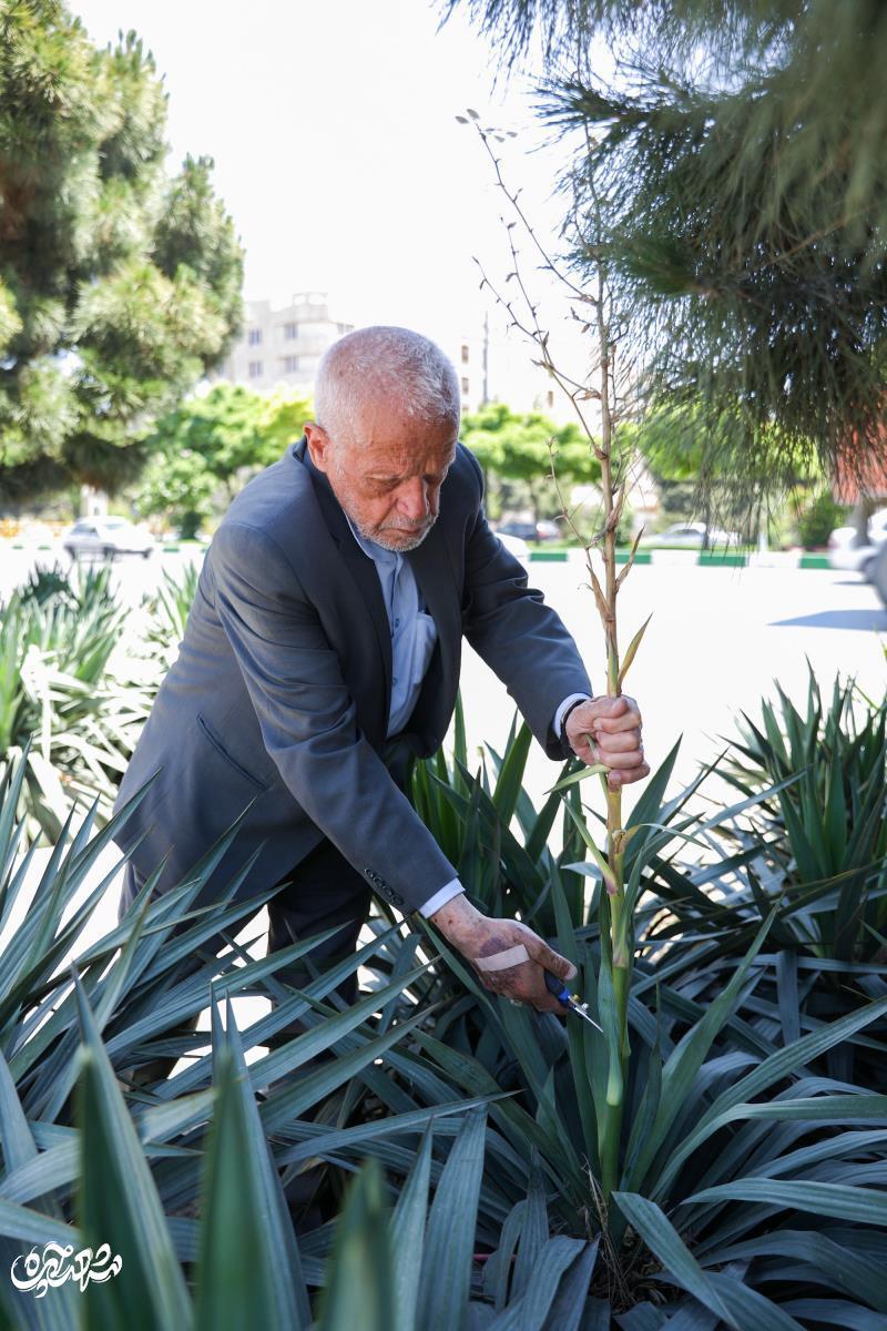 محمود دُرانی؛ پدر درختکاری مهشد که به تنهایی یک میلیون درخت کاشته است و هر روز با آنها حرف زند! محمود دُرانی؛ پدر درختکاری مهشد که به تنهایی یک میلیون درخت کاشته است و هر روز با آنها حرف زند!