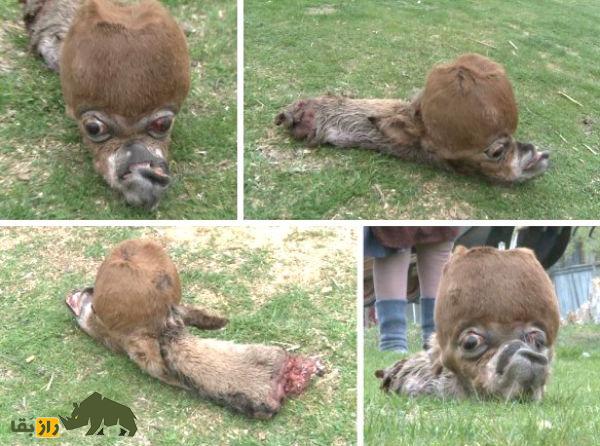 جفتگیری اسب و شتر؛ وحشت ناشی از تولد موجودی عجیب که مردم یک شهر را از ترس روانه کلیسا کرد جفتگیری اسب و شتر