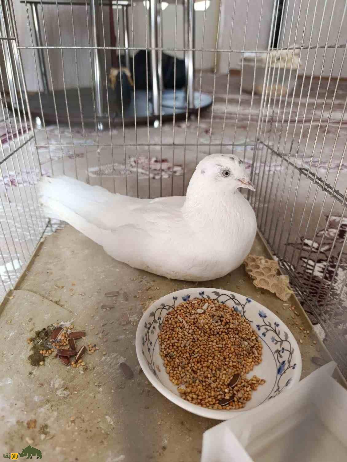 کبوتر چیل