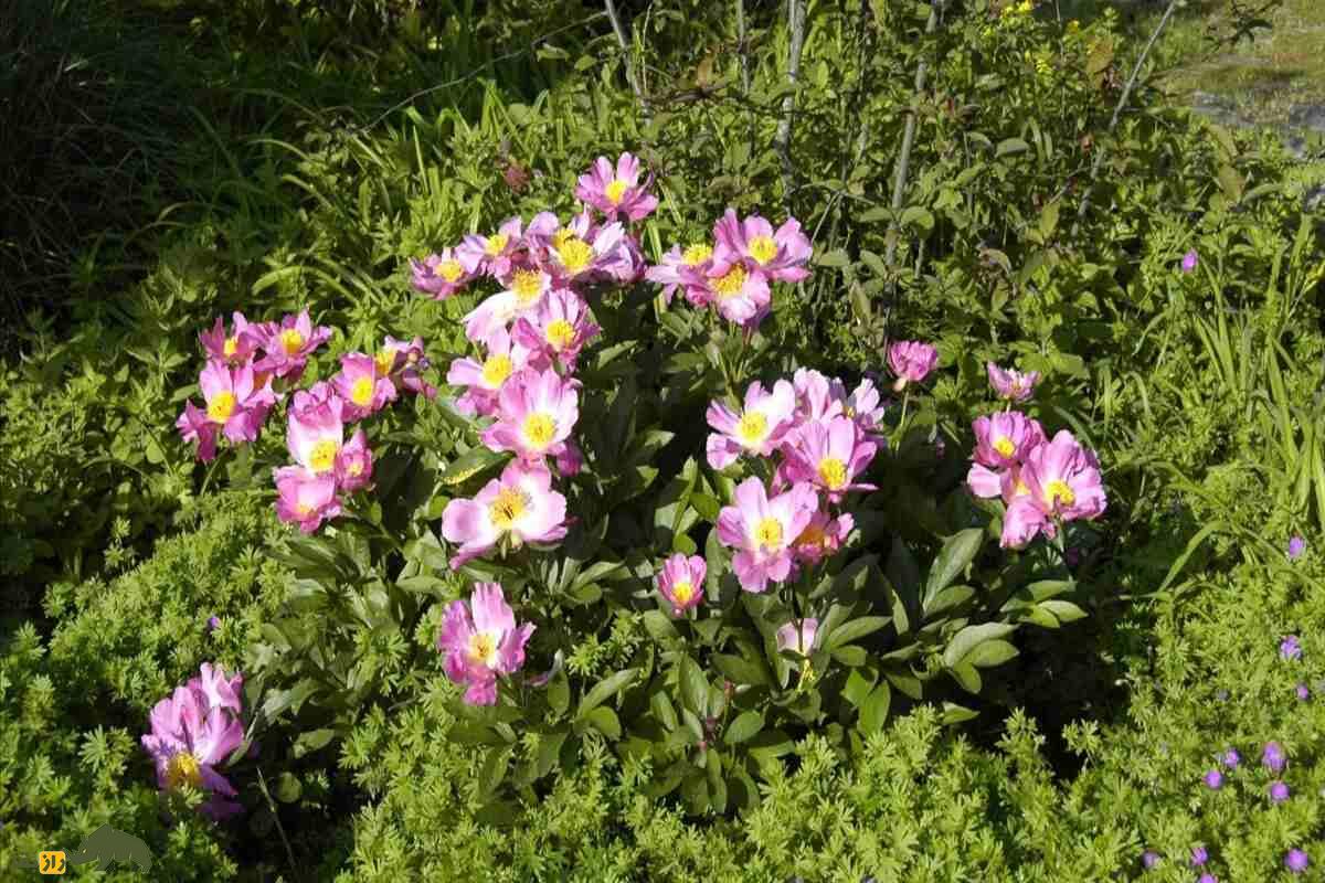 گل صدتومانی سفید؛ نماد پاکی، زیبایی و درمان گل صدتومانی سفید؛ نماد پاکی، زیبایی و درمان