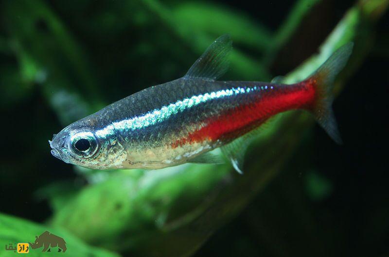 ماهی کاردینال؛ ماهیای که بچه خودش را میخورد ماهی کاردانیال (Cardinal Tetra)