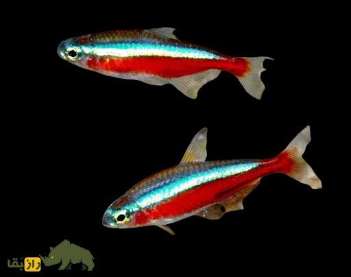 ماهی کاردینال؛ ماهیای که بچه خودش را میخورد ماهی کاردانیال (Cardinal Tetra)