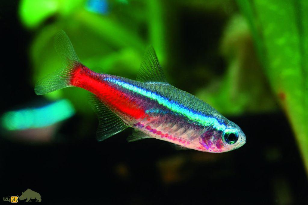 ماهی کاردینال؛ ماهیای که بچه خودش را میخورد ماهی کاردانیال (Cardinal Tetra)