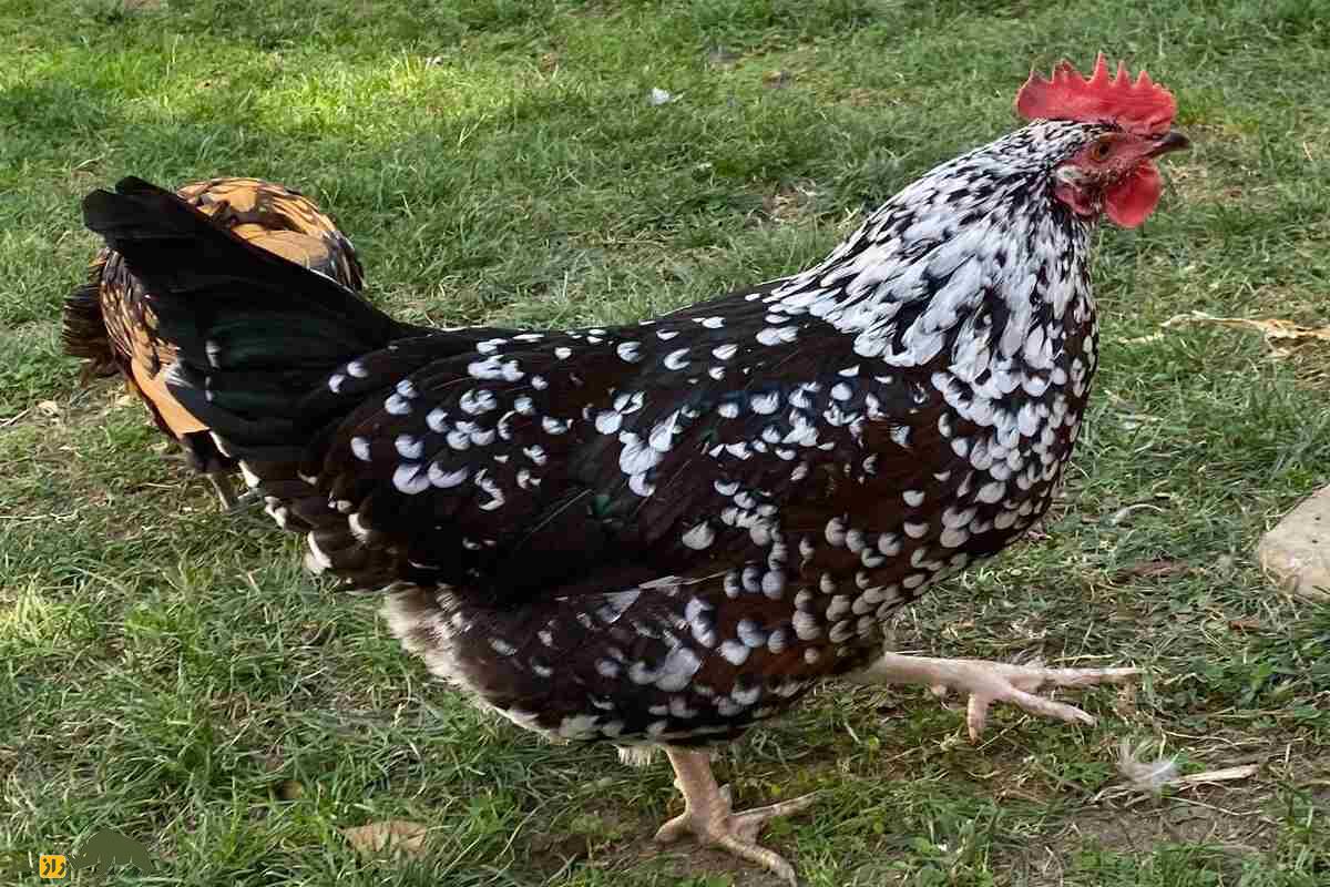 مرغهای ساسکس مرغهای ساسکس