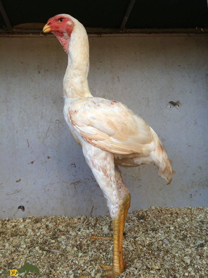 مرغ و خروس ژاگو