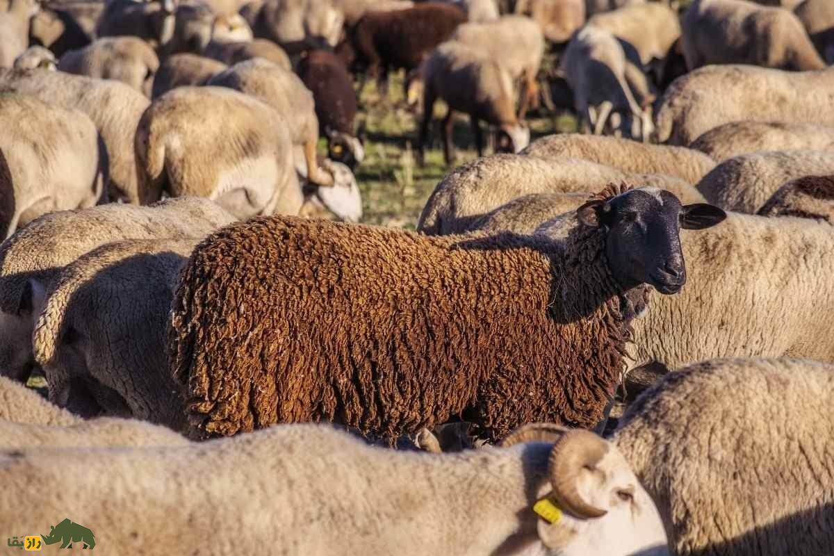 گوسفند بِلاری