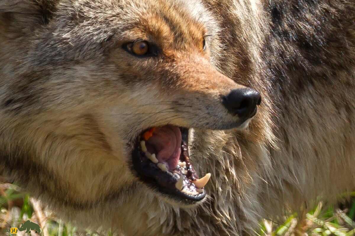 هیبرید گرگ خاکستری و کایوت؛ «گرگ قرمز»