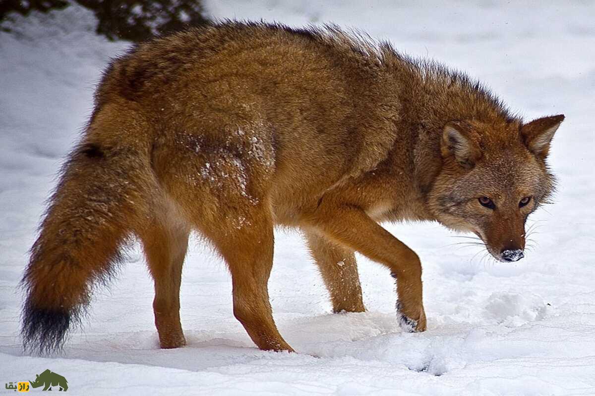 هیبرید گرگ خاکستری و کایوت؛ «گرگ قرمز»