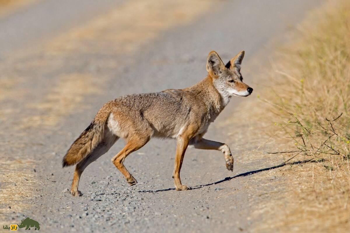 هیبرید گرگ خاکستری و کایوت؛ «گرگ قرمز»