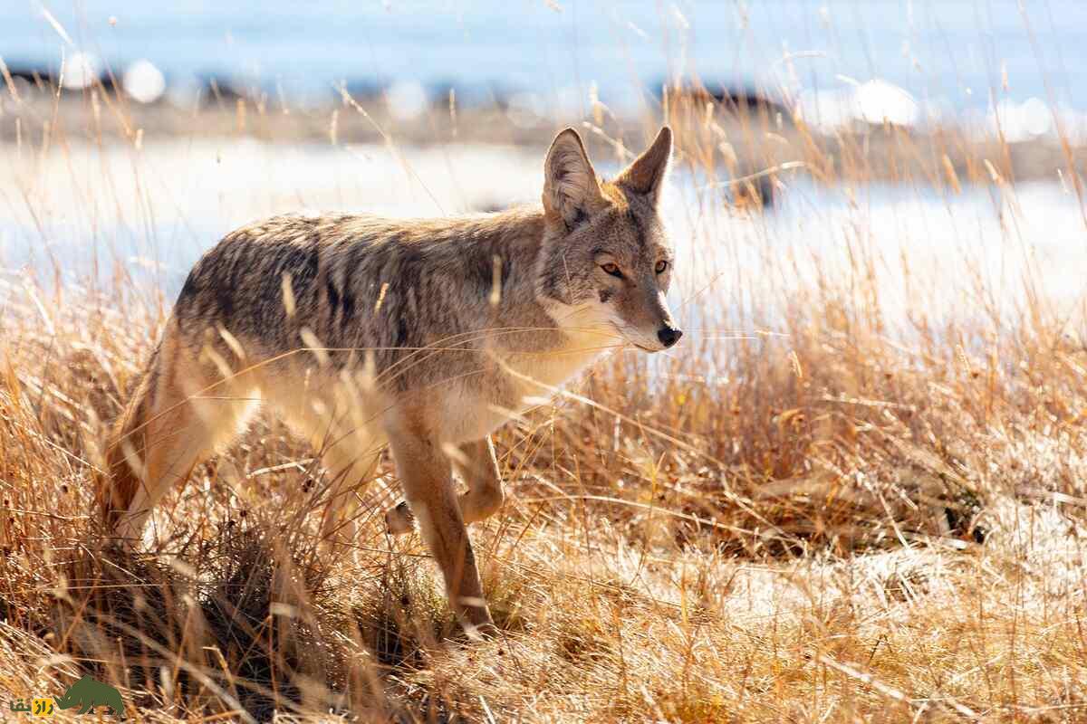 هیبرید گرگ خاکستری و کایوت؛ «گرگ قرمز»