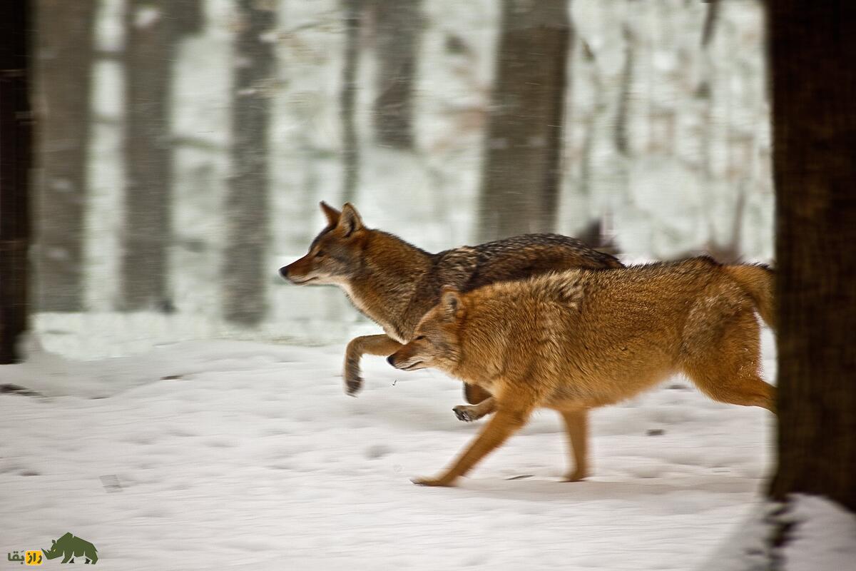 هیبرید گرگ خاکستری و کایوت؛ «گرگ قرمز»