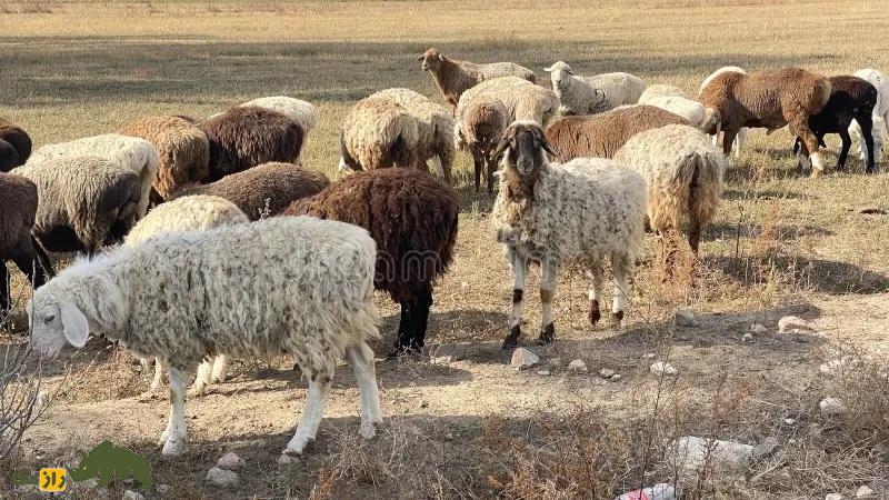 گوسفند پونچی؛ گوسفند معروف هندی که عشایر گوجری هند عاشق آن هستند