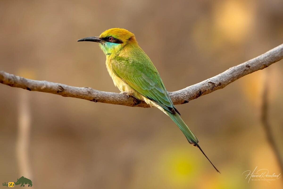 سبزقبای کوچک، شکارچی رنگارنگ حشرات؛ پرندهای زیبا با نقش مهم در اکوسیستم و کنترل آفات کشاورزی سبزقبای کوچک، شکارچی رنگارنگ حشرات؛ پرندهای زیبا با نقش مهم در اکوسیستم و کنترل آفات کشاورزی