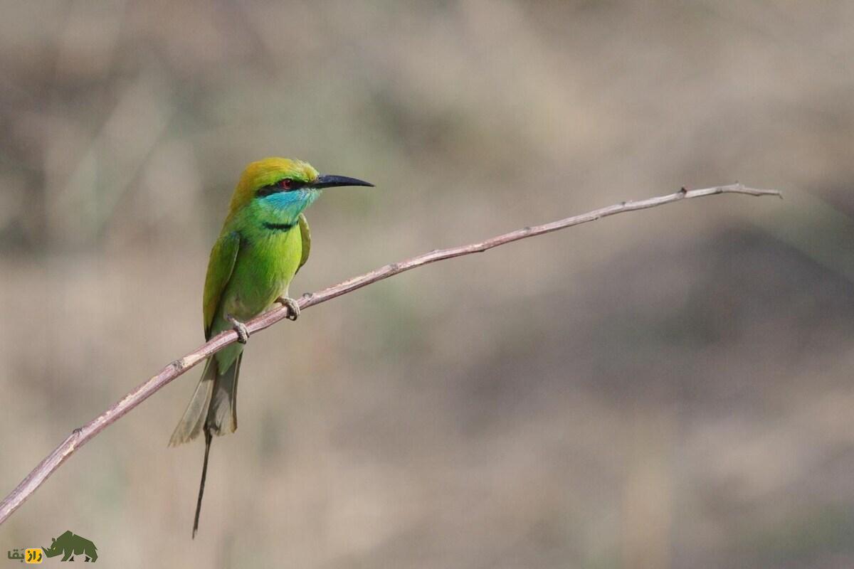 سبزقبای کوچک، شکارچی رنگارنگ حشرات؛ پرندهای زیبا با نقش مهم در اکوسیستم و کنترل آفات کشاورزی سبزقبای کوچک، شکارچی رنگارنگ حشرات؛ پرندهای زیبا با نقش مهم در اکوسیستم و کنترل آفات کشاورزی