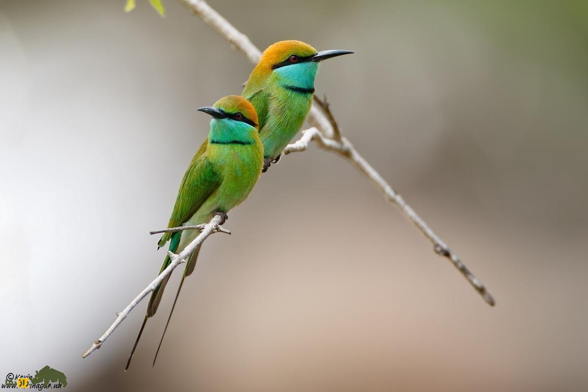 سبزقبای کوچک، شکارچی رنگارنگ حشرات؛ پرندهای زیبا با نقش مهم در اکوسیستم و کنترل آفات کشاورزی سبزقبای کوچک، شکارچی رنگارنگ حشرات؛ پرندهای زیبا با نقش مهم در اکوسیستم و کنترل آفات کشاورزی