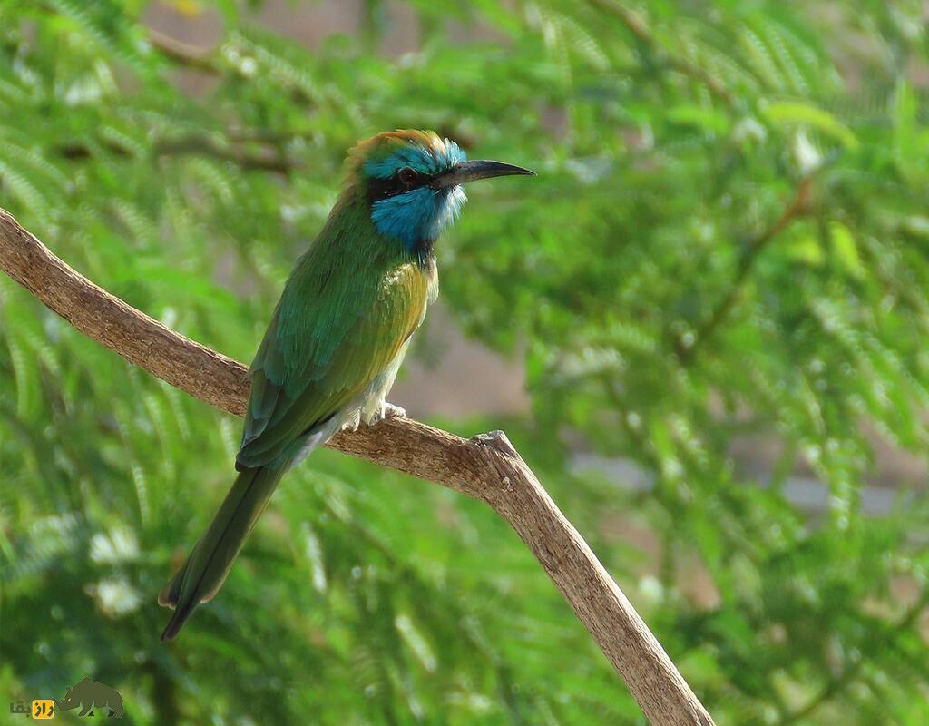 سبزقبای کوچک، شکارچی رنگارنگ حشرات؛ پرندهای زیبا با نقش مهم در اکوسیستم و کنترل آفات کشاورزی سبزقبای کوچک، شکارچی رنگارنگ حشرات؛ پرندهای زیبا با نقش مهم در اکوسیستم و کنترل آفات کشاورزی