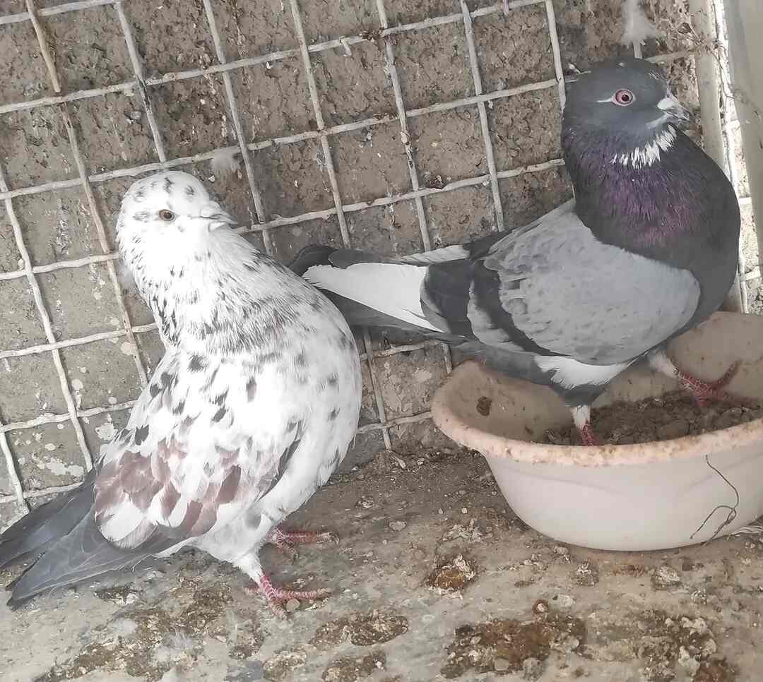 کبوتر سبز دست پر سفید