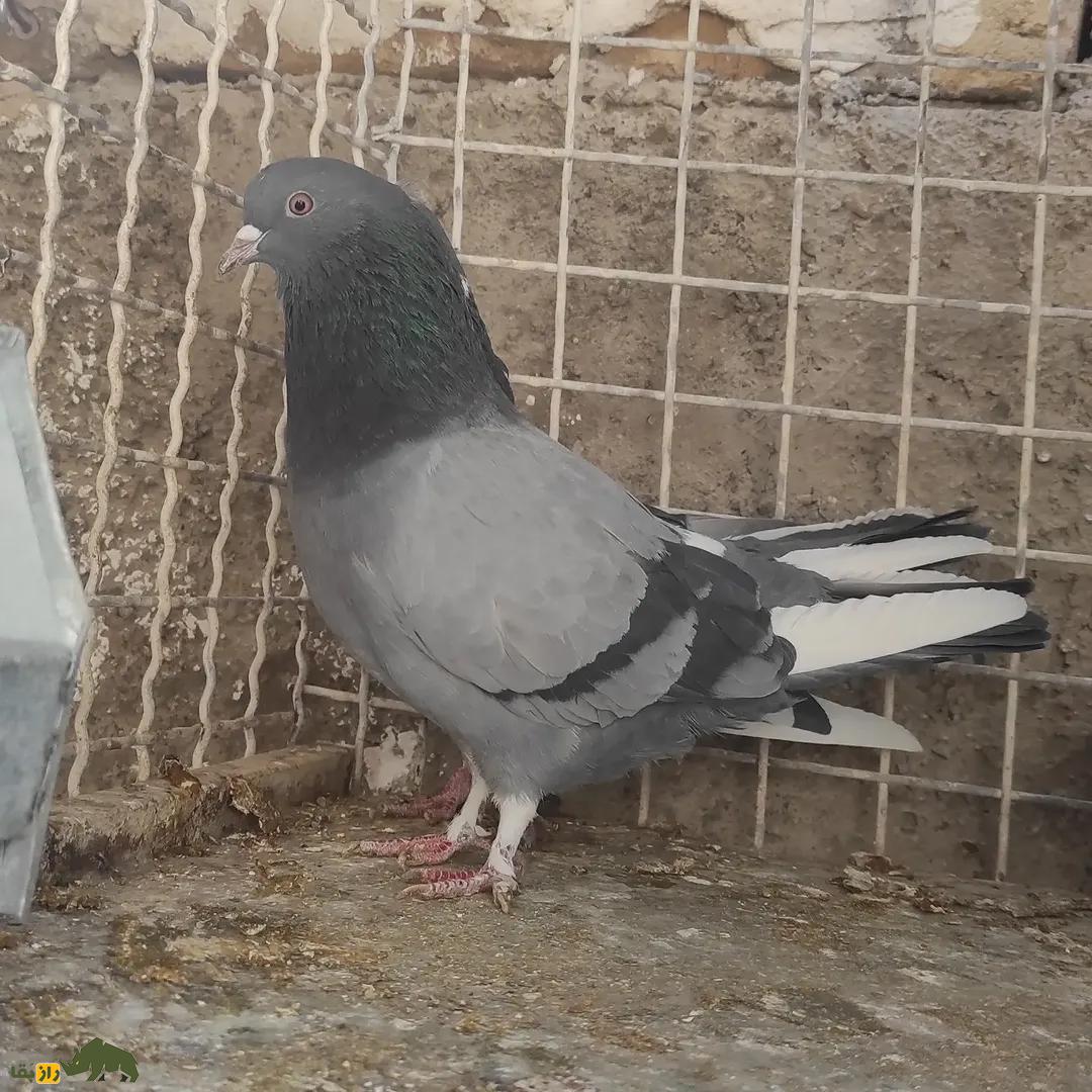 کبوتر سبز دست پر سفید