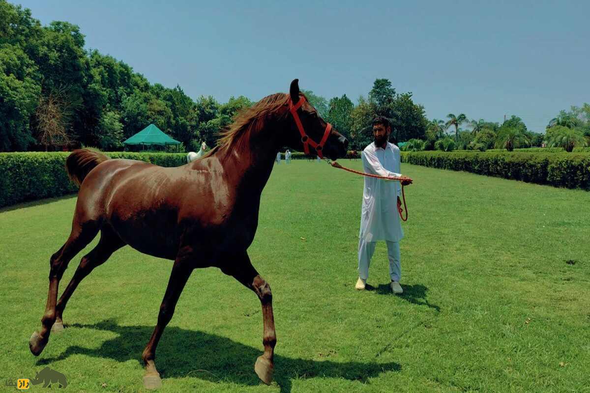 اسب پنجابی اسب پنجابی